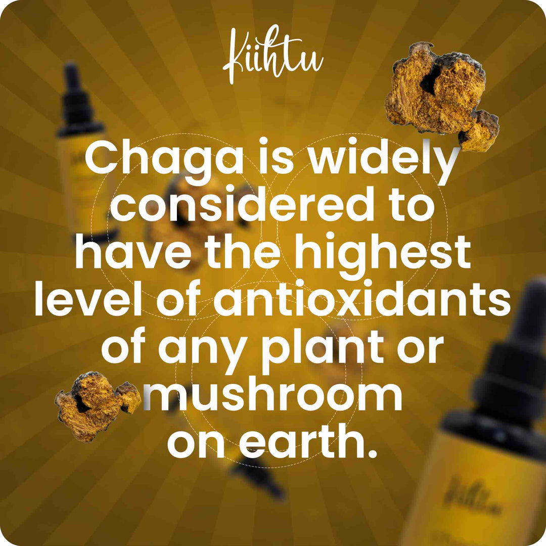 Infographic showing that Chaga mushrooms are high in antioxidants